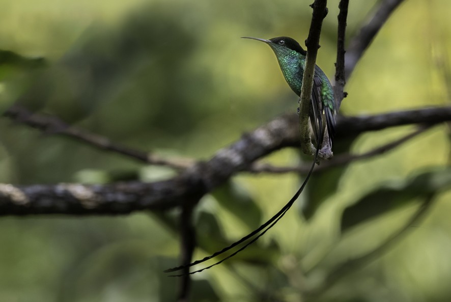 Black-billed Streamertail - ML632282420