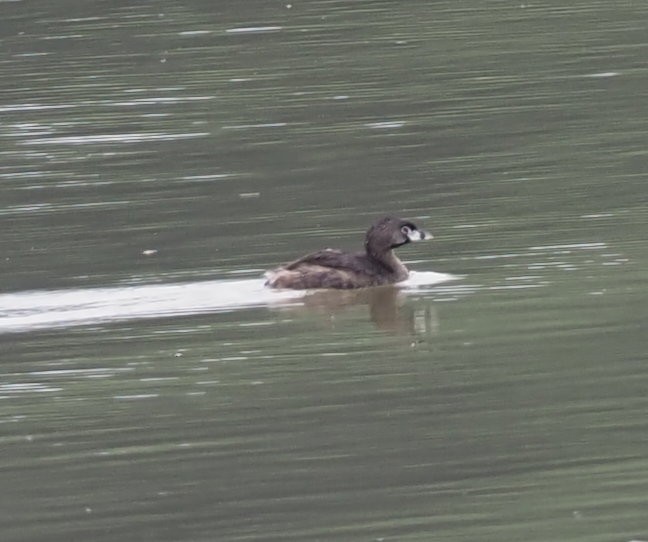 Pied-billed Grebe - ML632282449