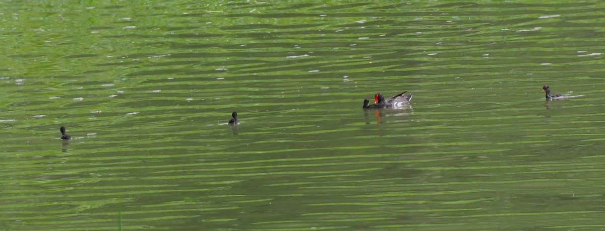 Common Gallinule - ML632282520
