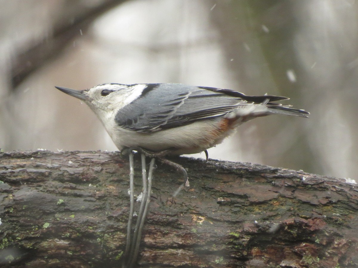 White-breasted Nuthatch - ML632282534