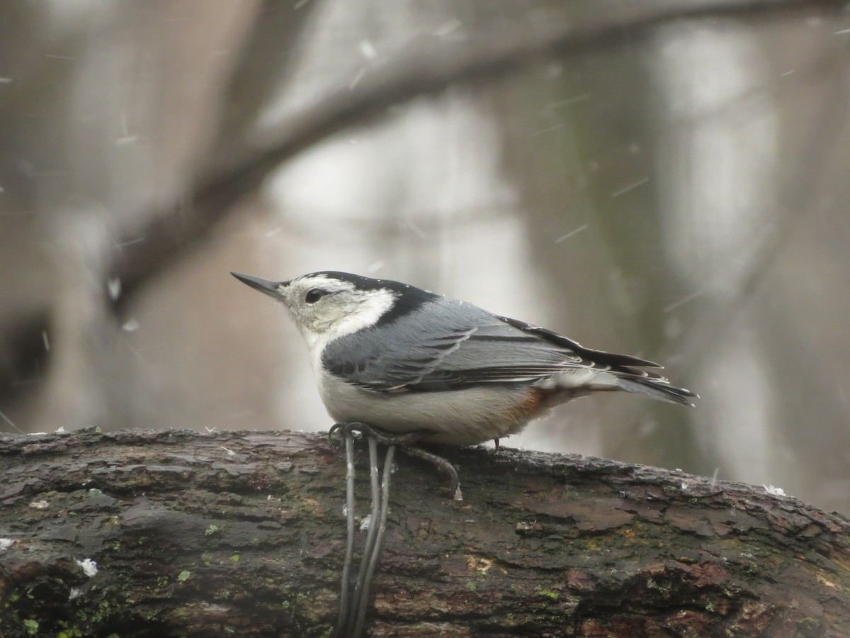 White-breasted Nuthatch - ML632282535