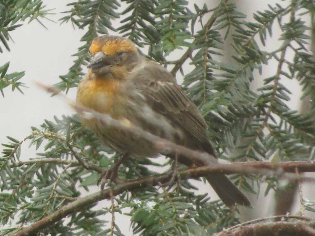 House Finch - ML632282546
