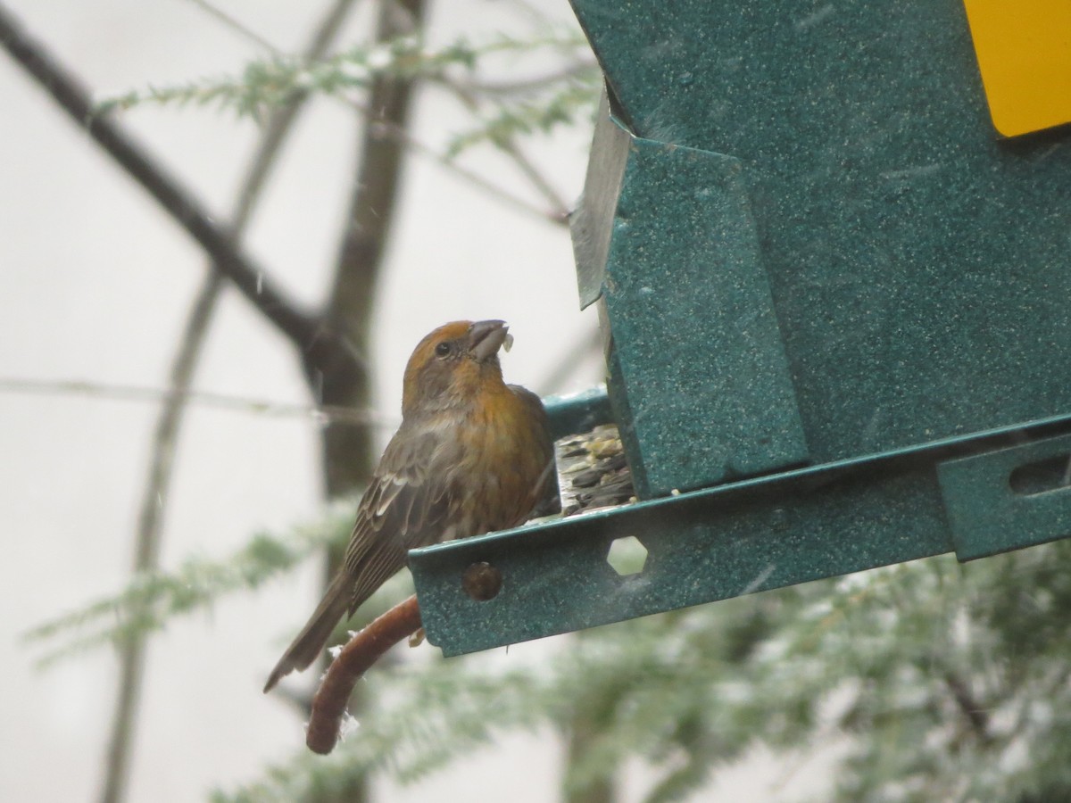 House Finch - ML632282547