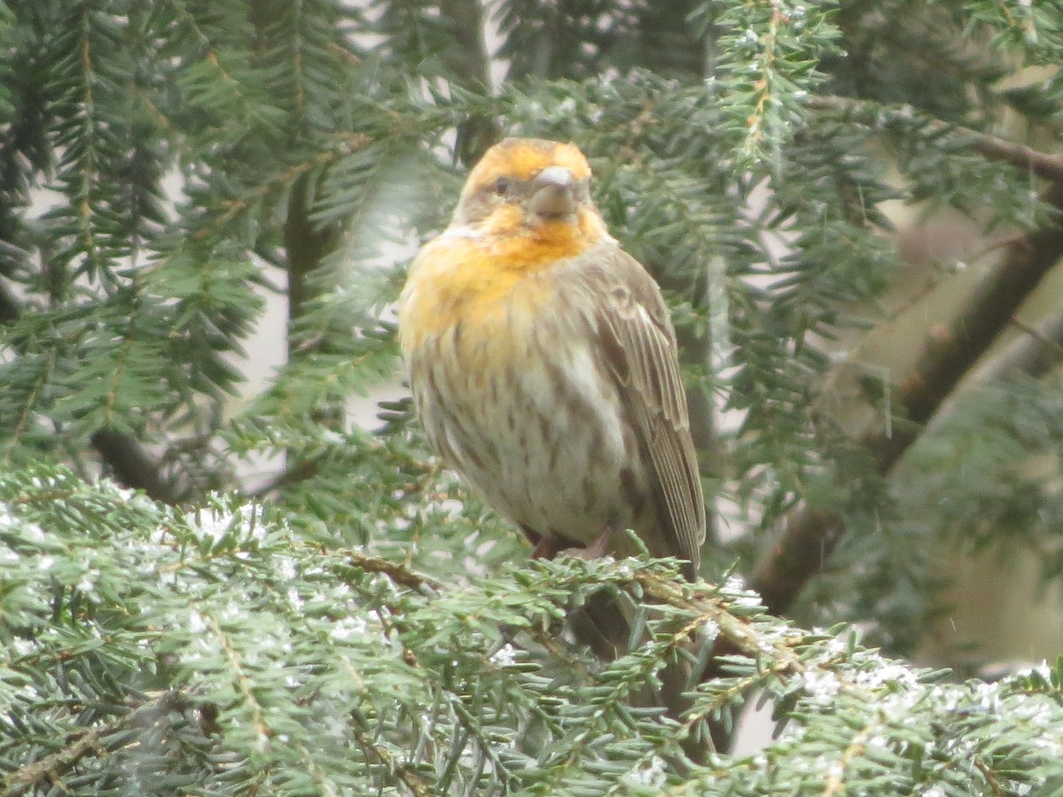 House Finch - ML632282548