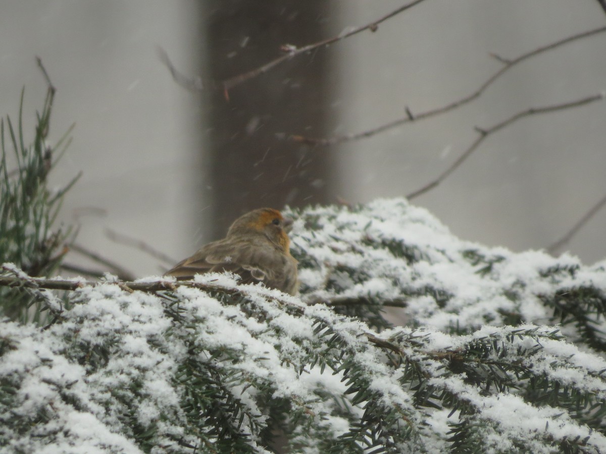 House Finch - ML632282553