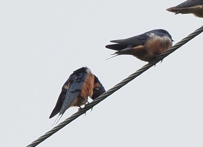 Barn Swallow - ML632282621