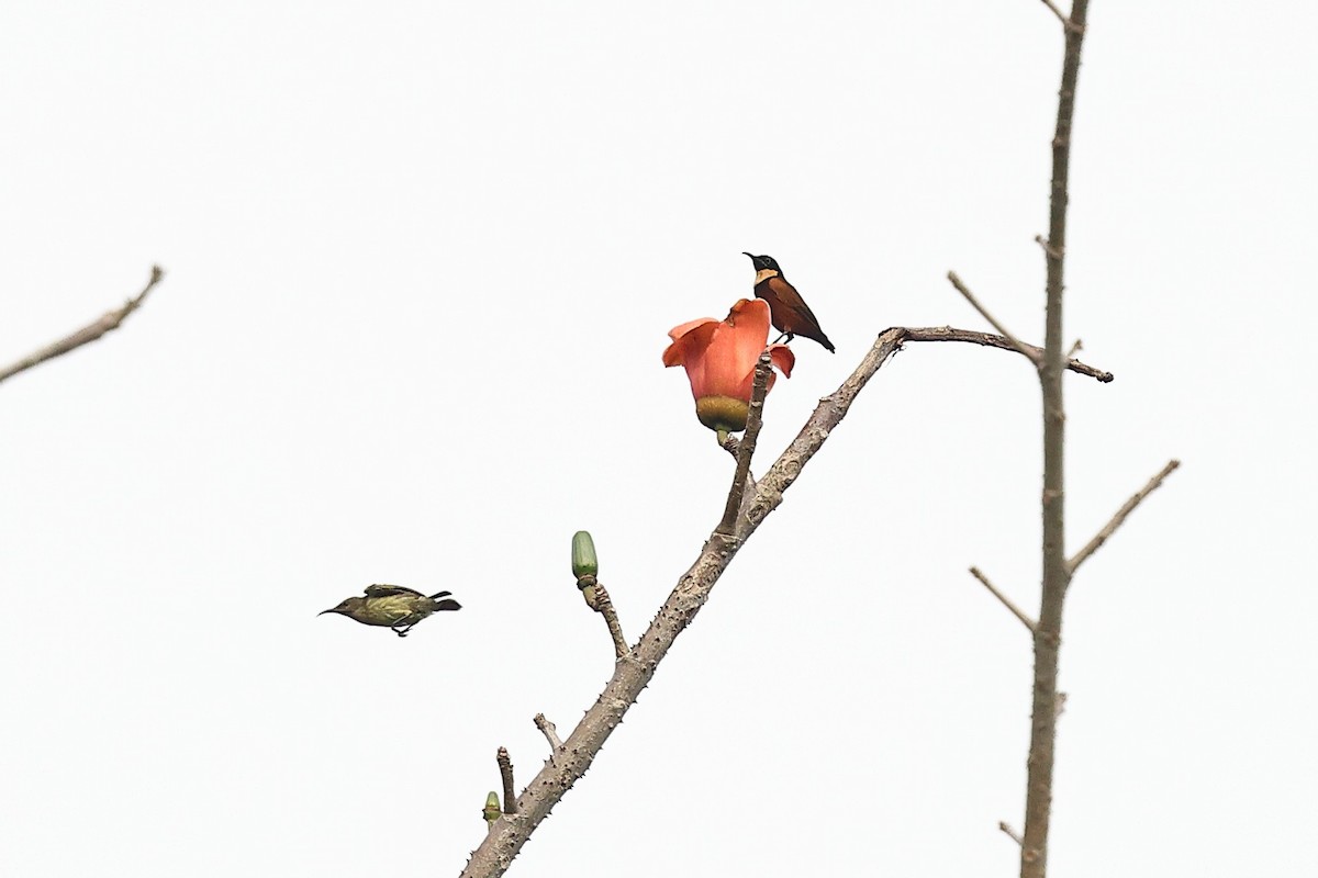 Buff-throated Sunbird - ML632282622