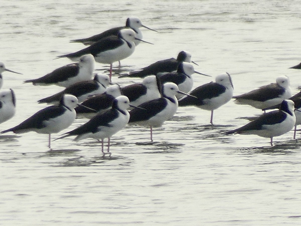 Pied Stilt - ML632282949