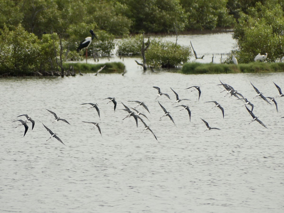 Pied Stilt - ML632282950