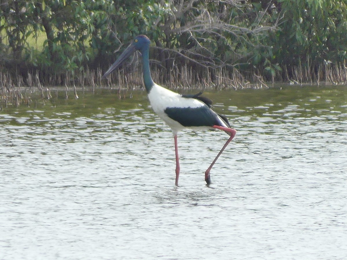 Black-necked Stork - ML632282980