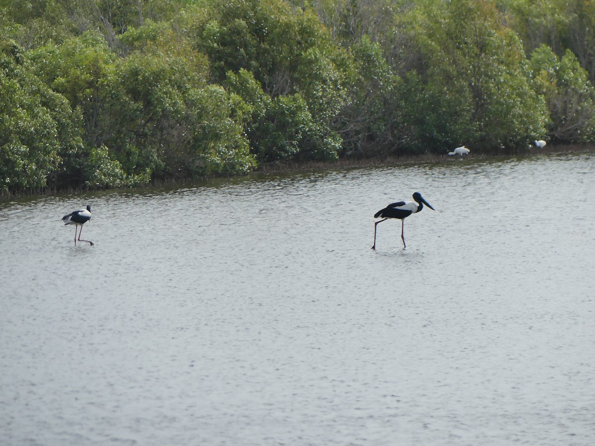 Black-necked Stork - ML632282984