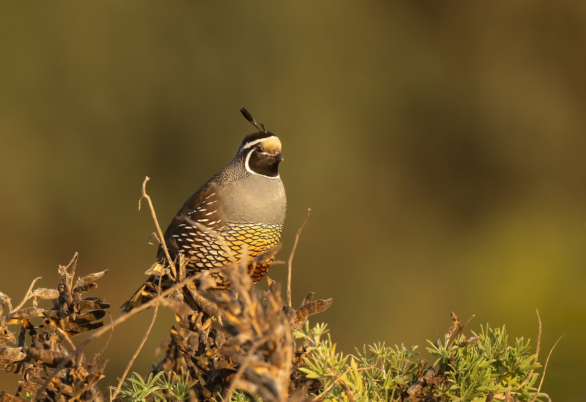 California Quail - ML632282996