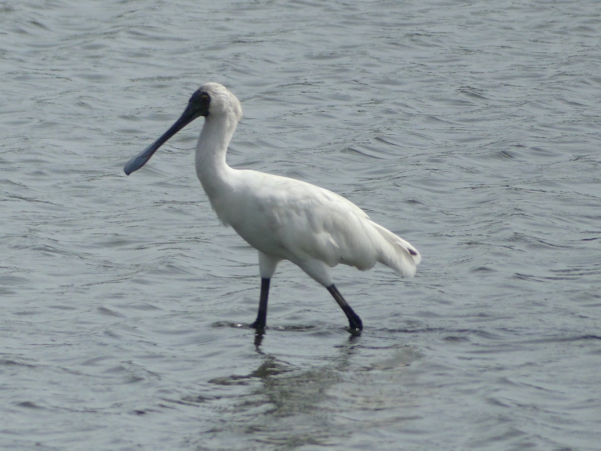 Royal Spoonbill - ML632282999