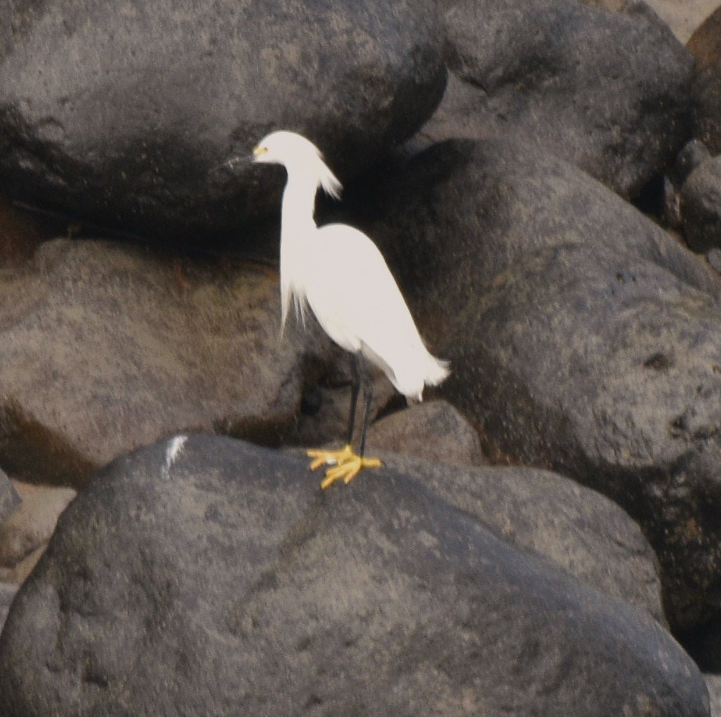 Snowy Egret - ML632283017