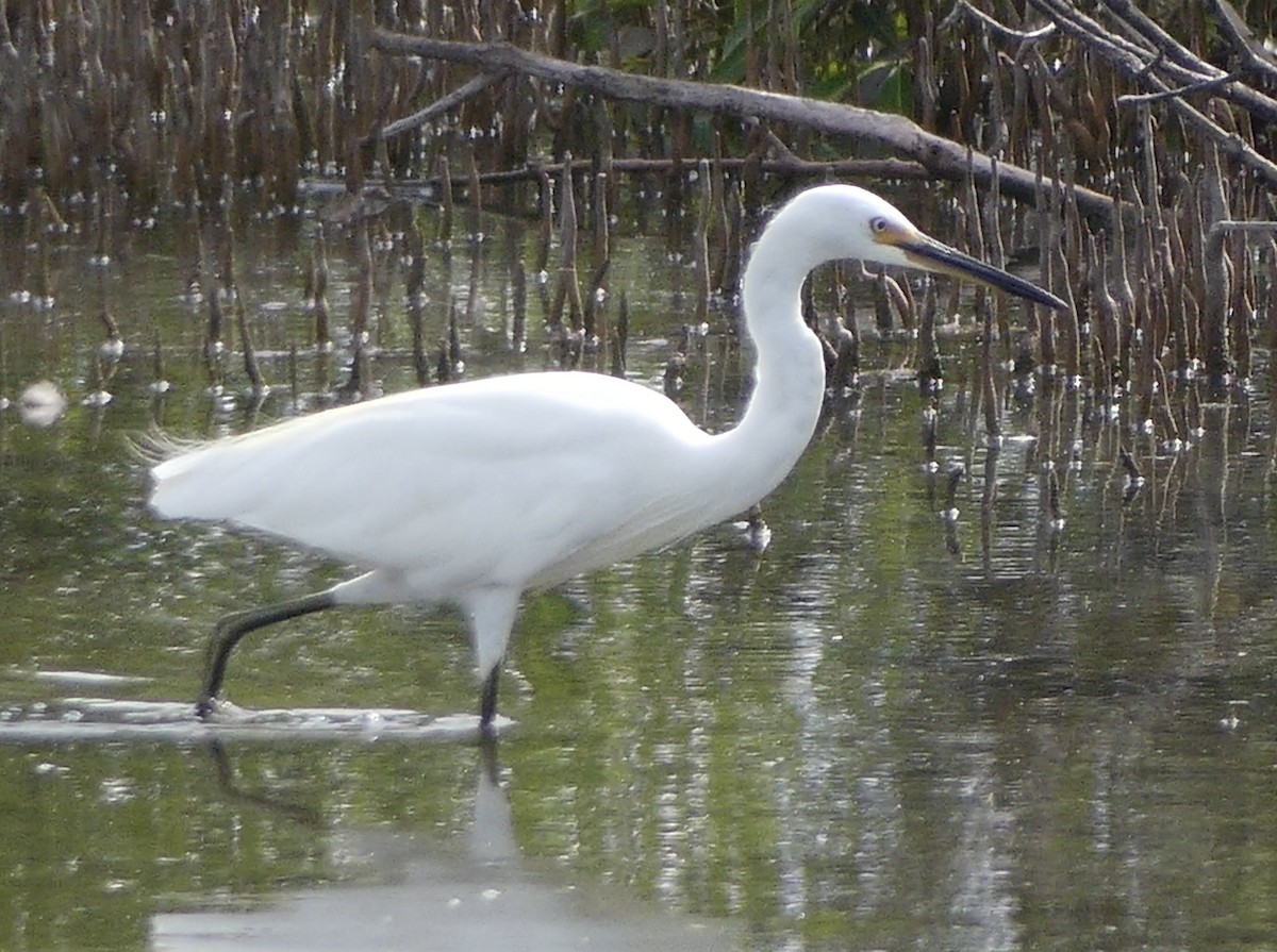 white egret sp. - ML632283034
