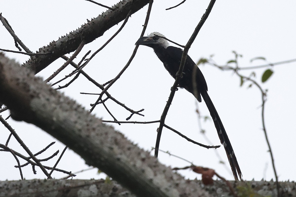 Western Long-tailed Hornbill - ML632283141
