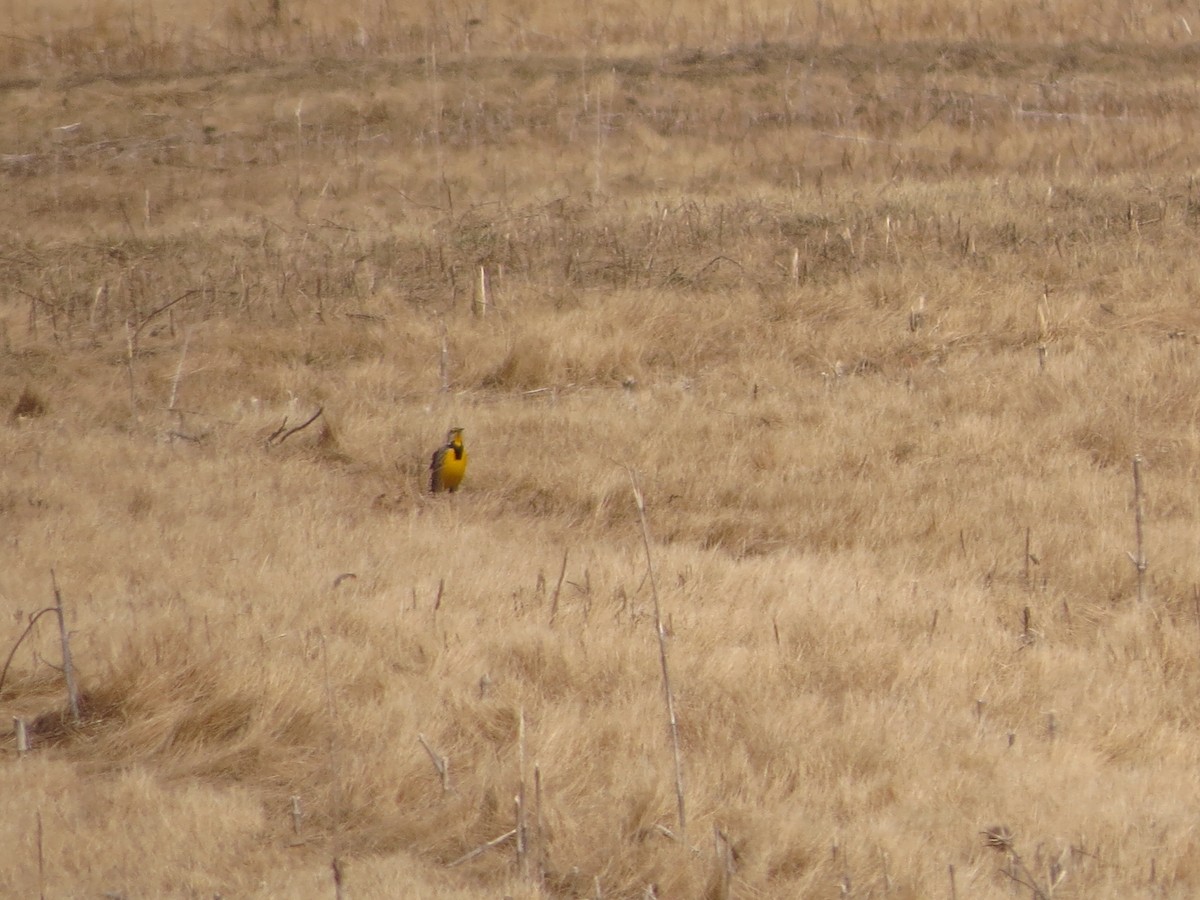 Eastern Meadowlark - ML632283208