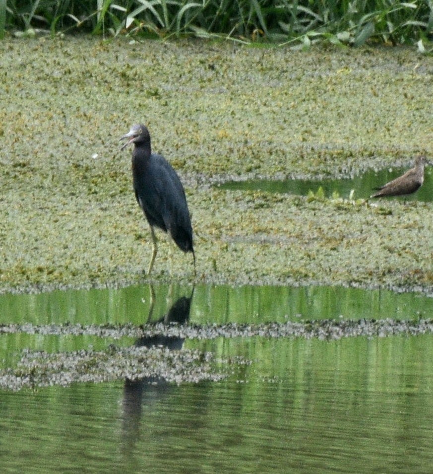 Green Heron - ML632283247
