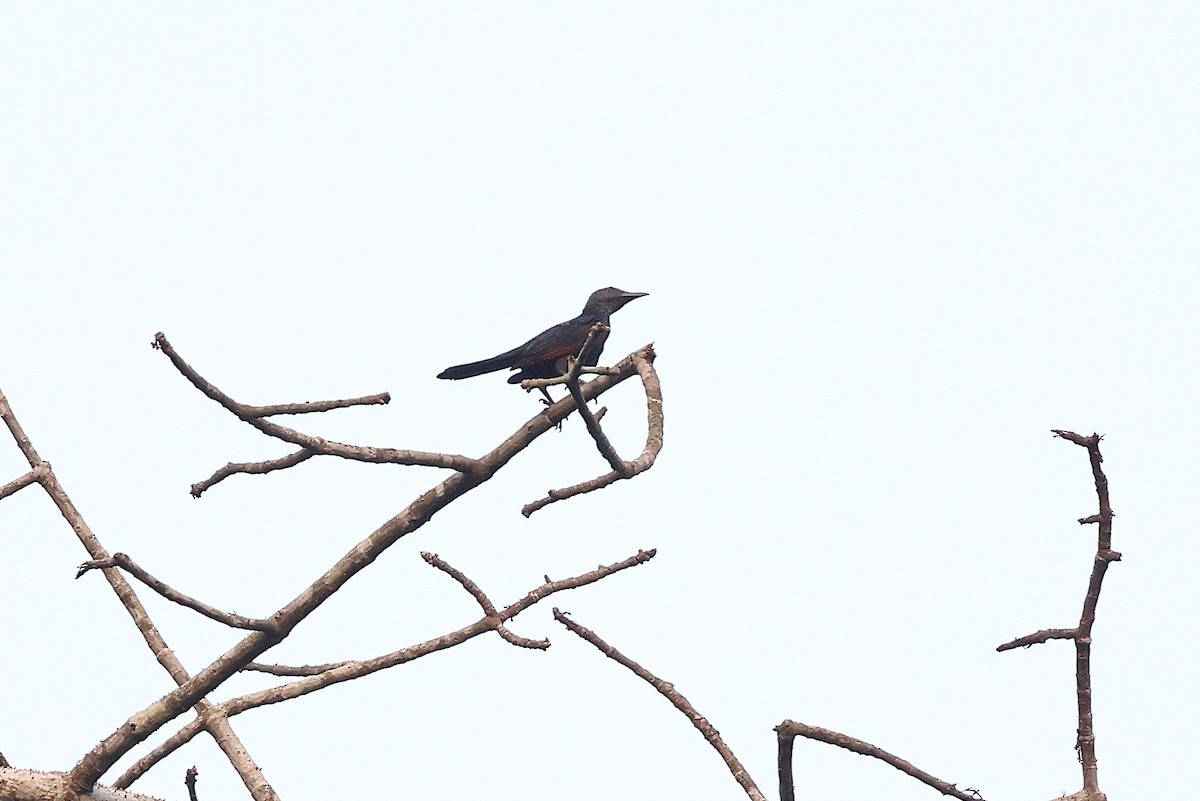 Chestnut-winged Starling (Hartlaub's) - ML632283290