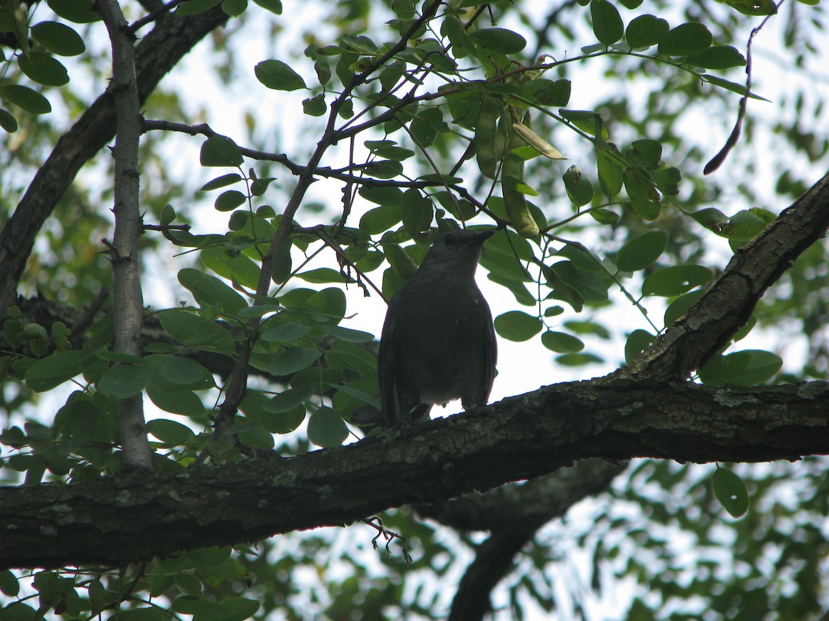 Gray Catbird - ML632283338