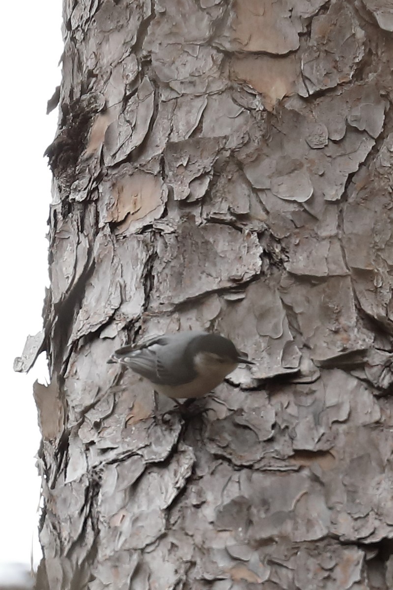 White-breasted Nuthatch - ML632283376