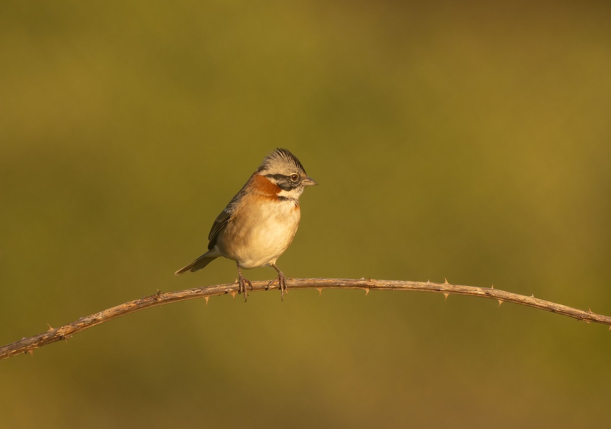 Rufous-collared Sparrow - ML632283394