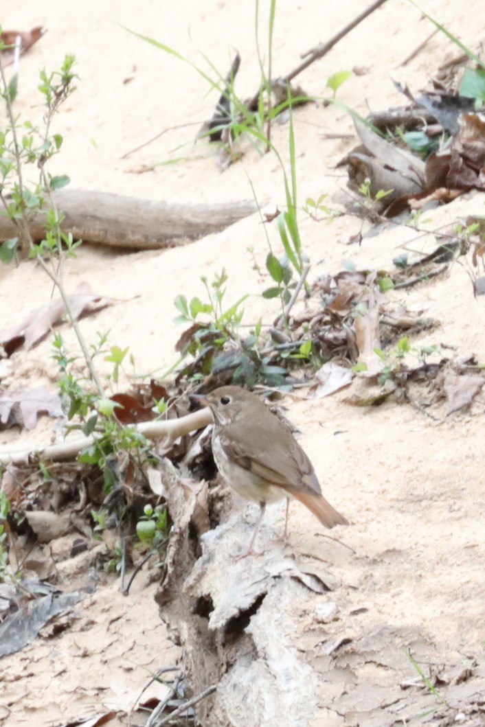 Hermit Thrush - ML632283404