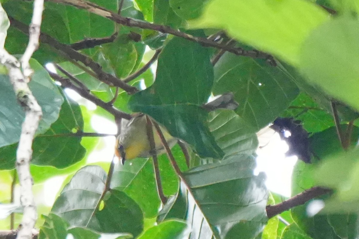 Golden-crowned Babbler - ML632283451