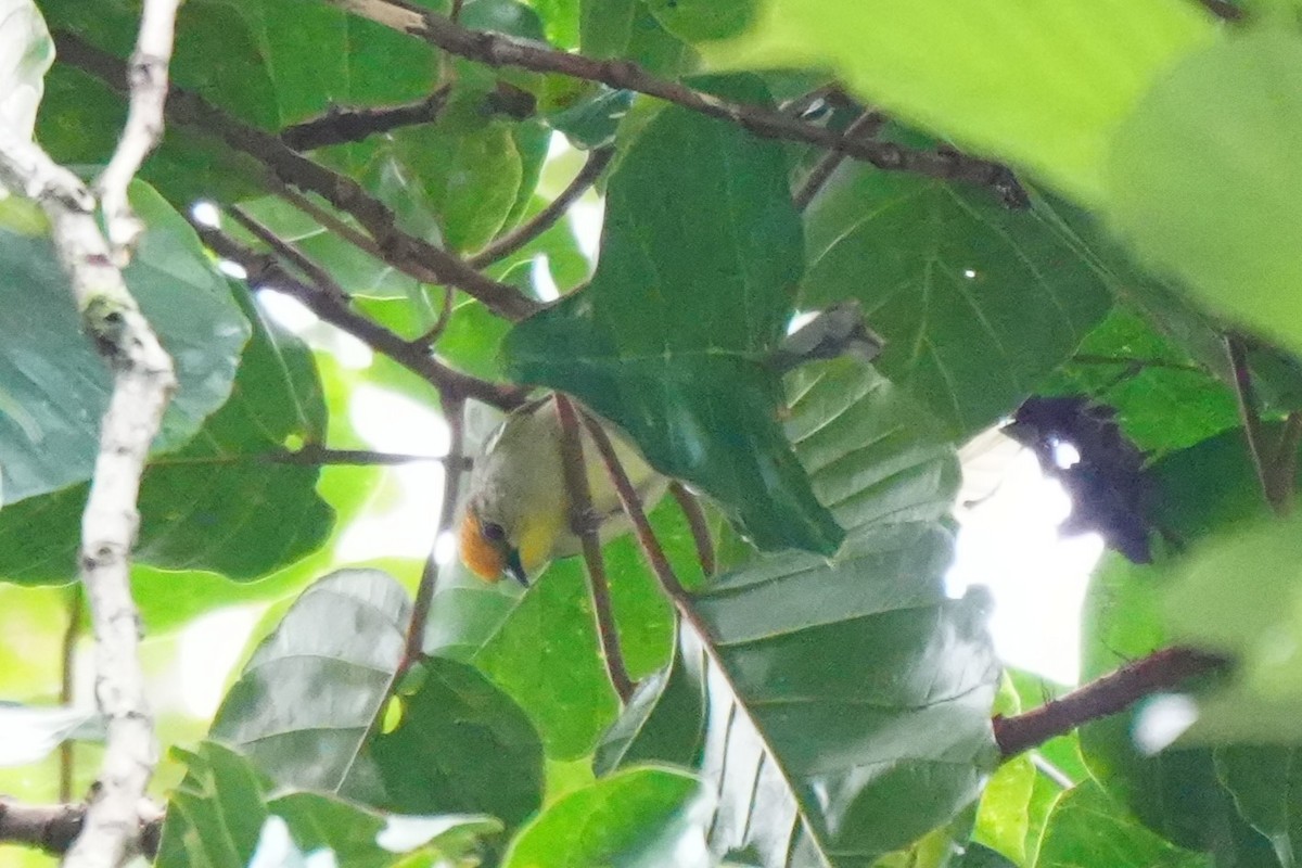 Golden-crowned Babbler - ML632283452
