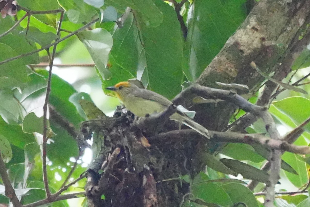 Golden-crowned Babbler - ML632283453