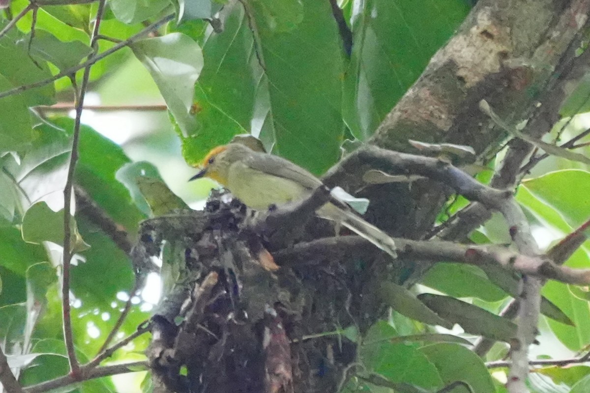 Golden-crowned Babbler - ML632283454