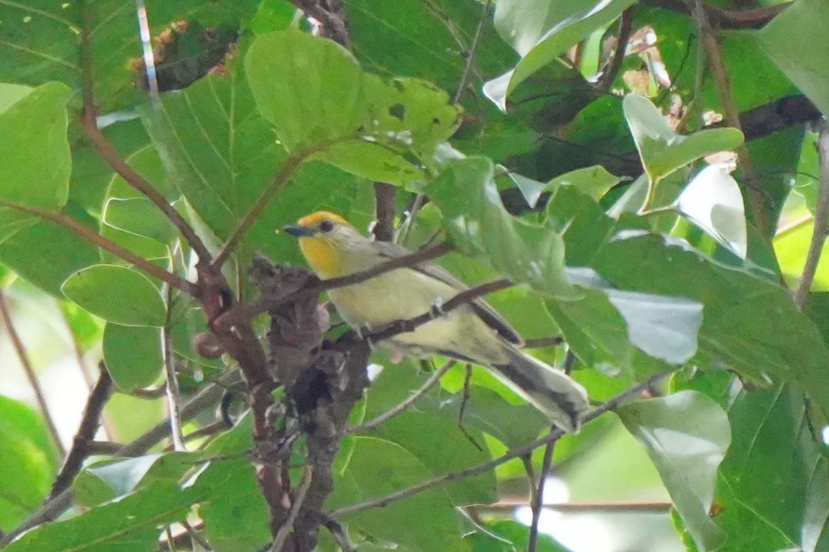 Golden-crowned Babbler - ML632283456