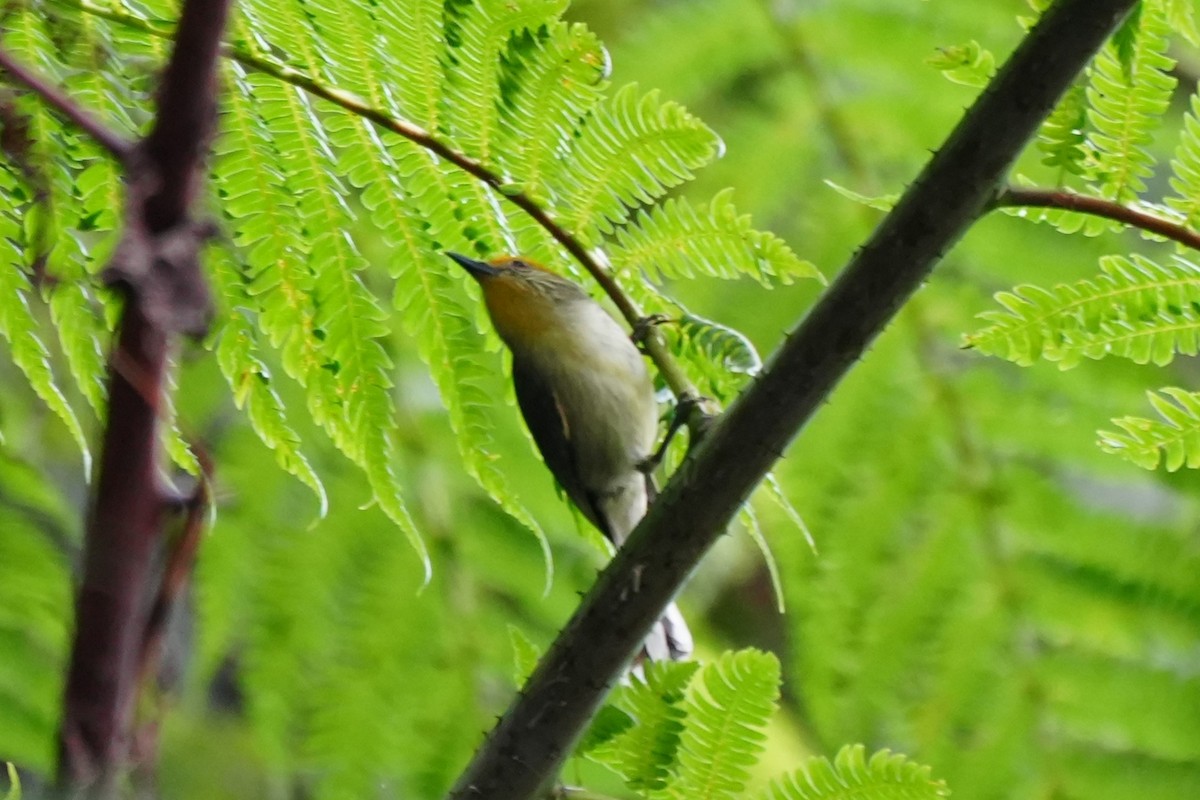 Golden-crowned Babbler - ML632283457