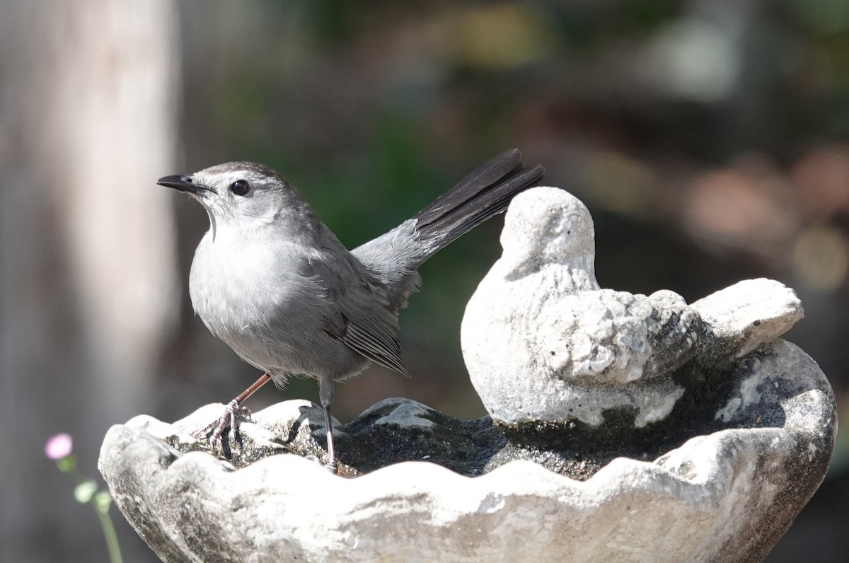 Gray Catbird - ML632283462