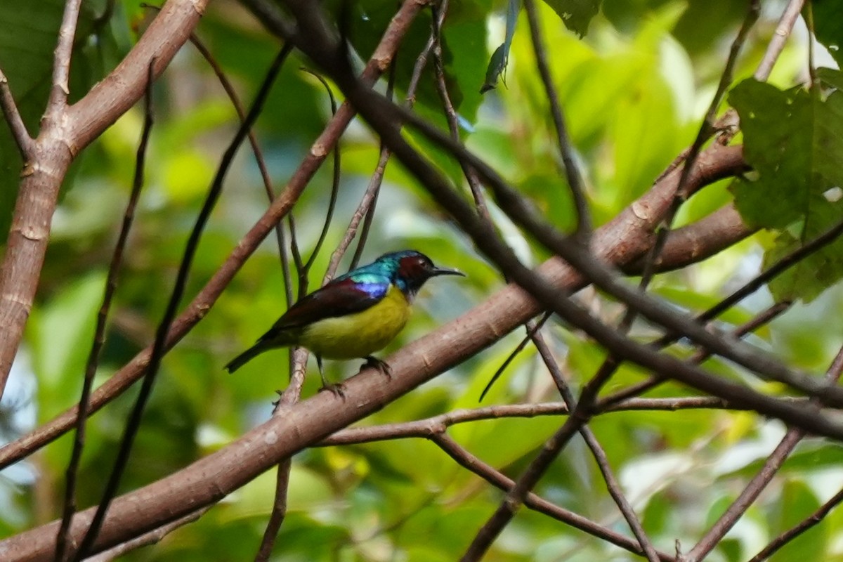 Gray-throated Sunbird - ML632283513
