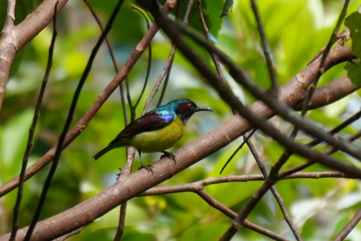 Gray-throated Sunbird - ML632283514