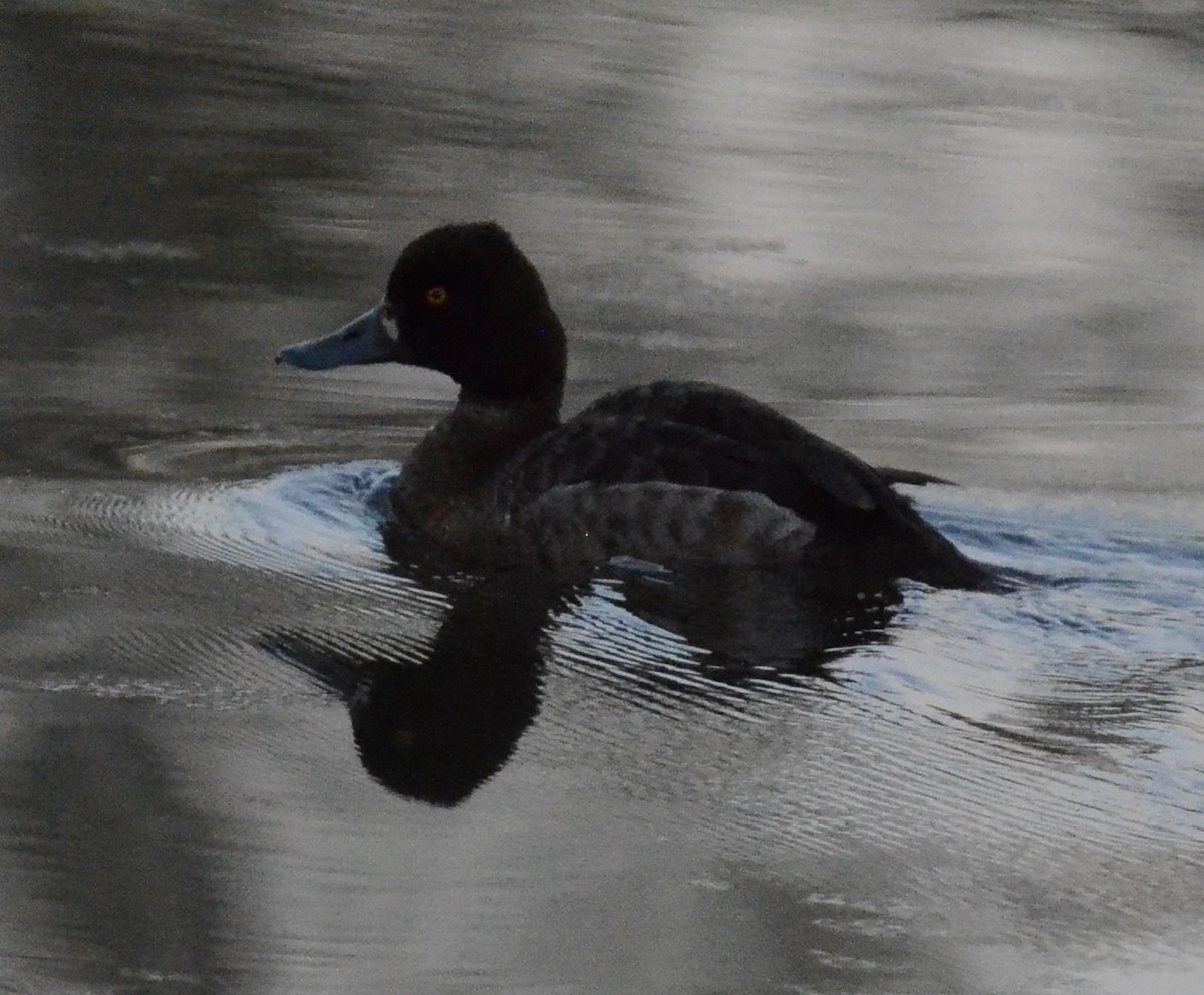 Lesser Scaup - ML632283539