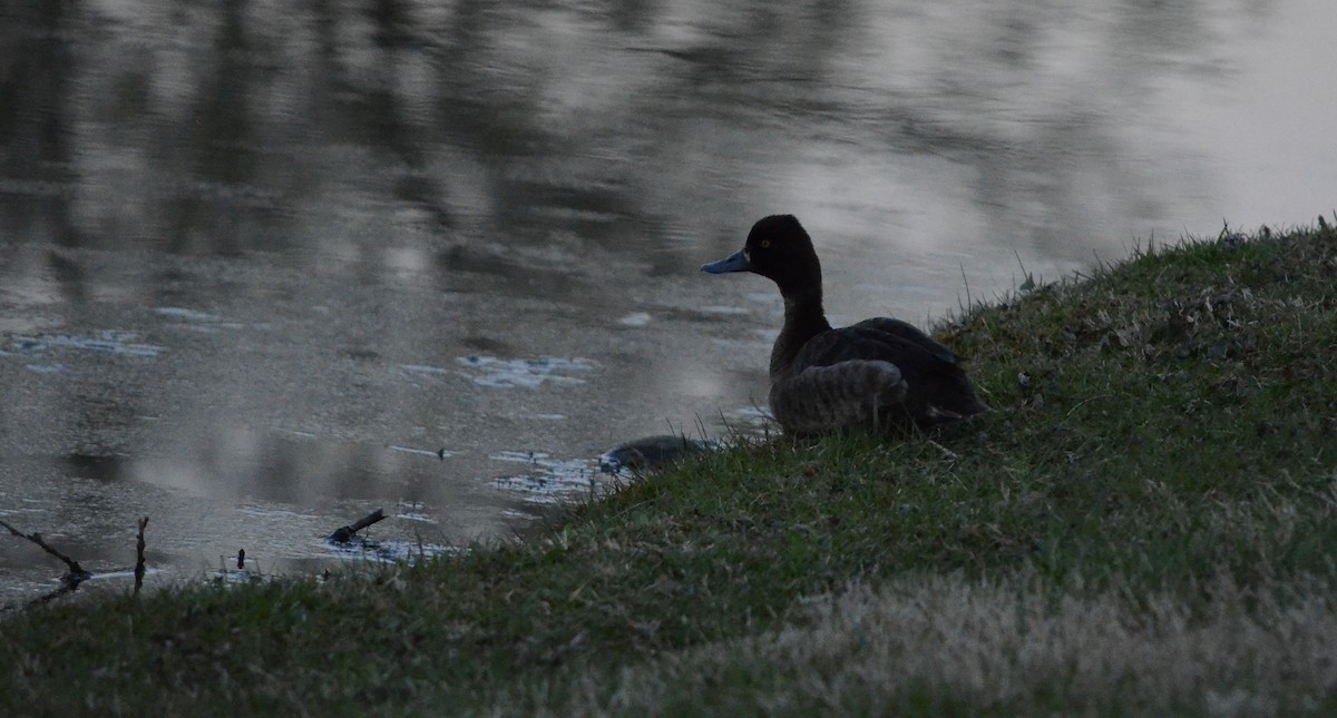 Lesser Scaup - ML632283540