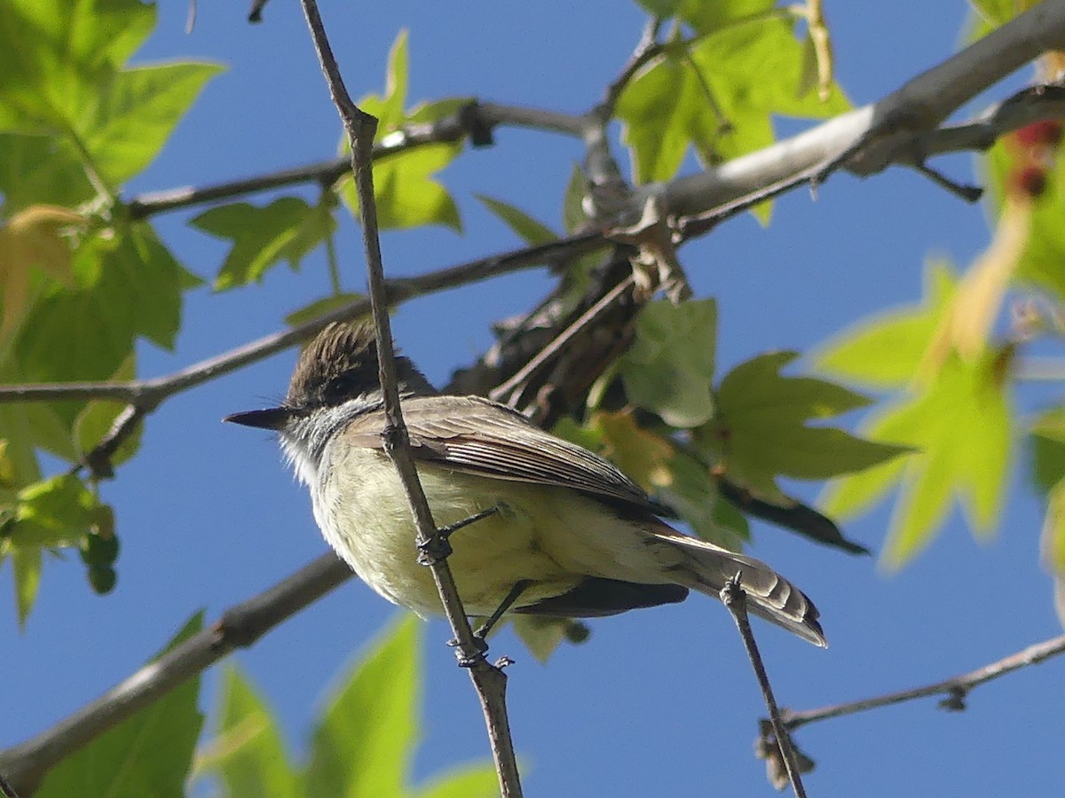 Dusky-capped Flycatcher - ML632283607