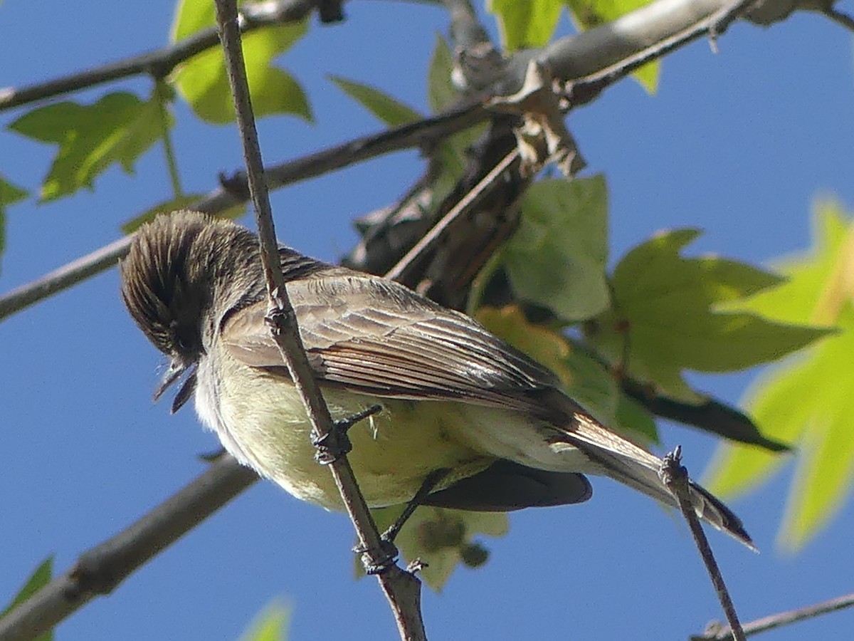 Dusky-capped Flycatcher - ML632283608