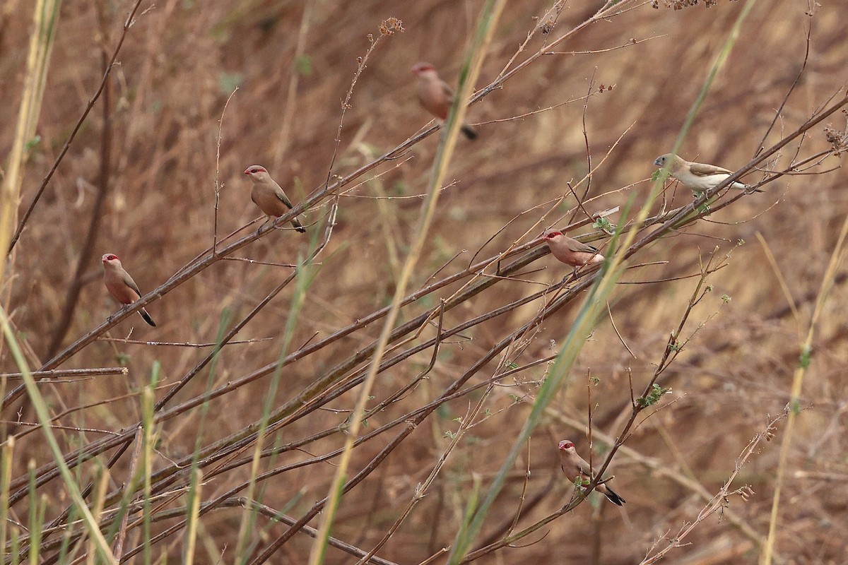 Black-rumped Waxbill - ML632283619