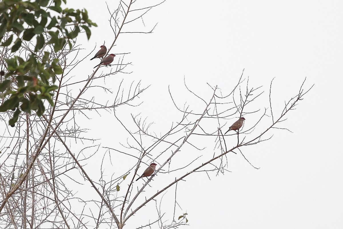 Black-rumped Waxbill - ML632283621