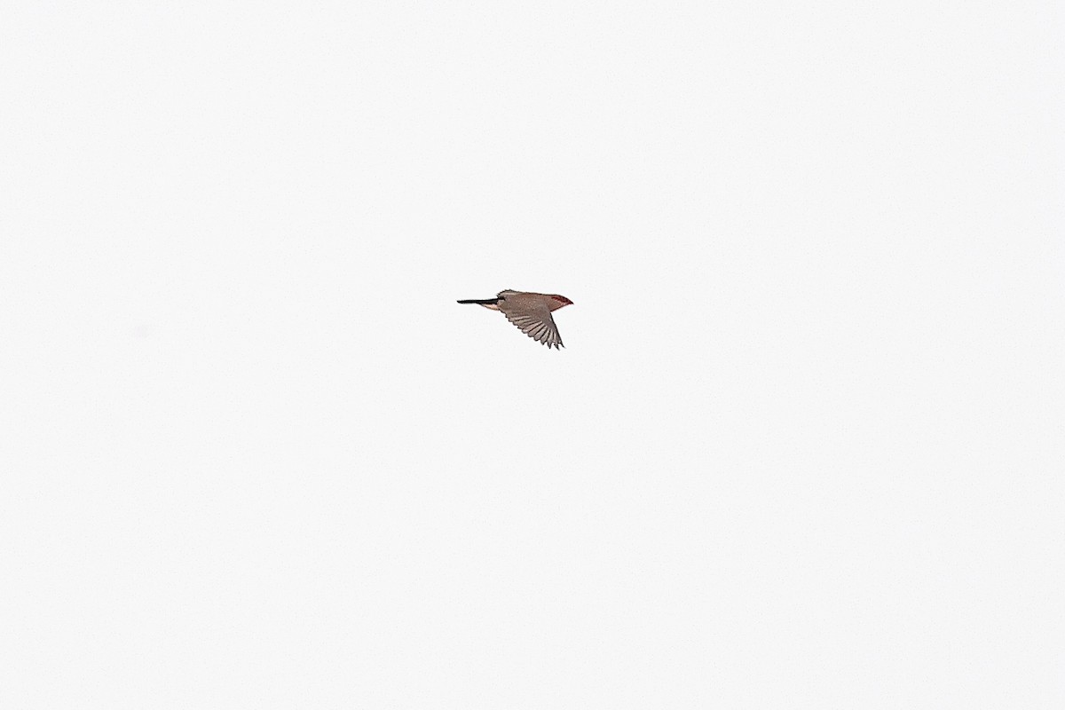 Black-rumped Waxbill - ML632283625