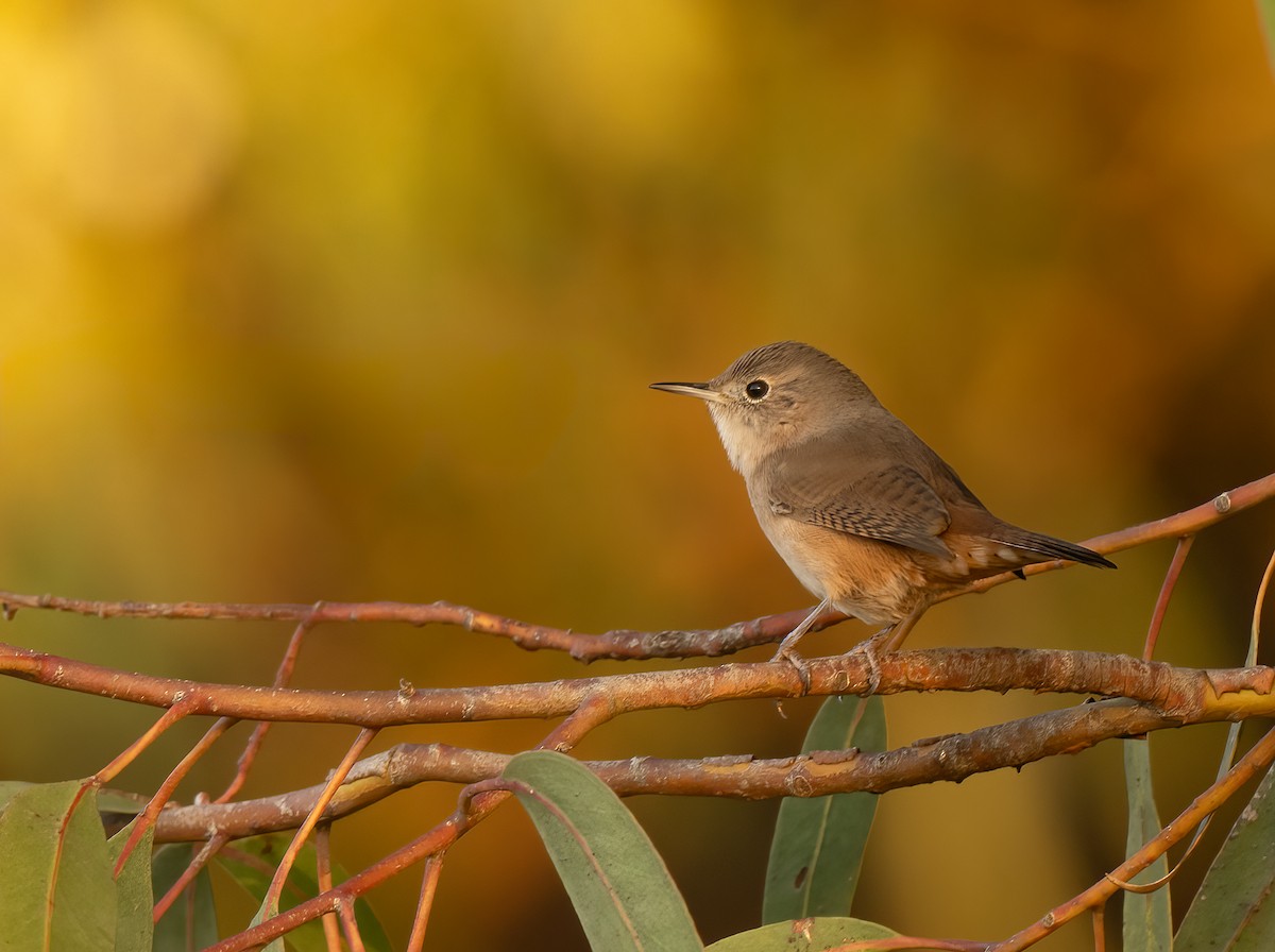 Southern House Wren - ML632283638