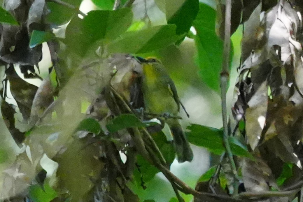 Golden-crowned Babbler - ML632283671