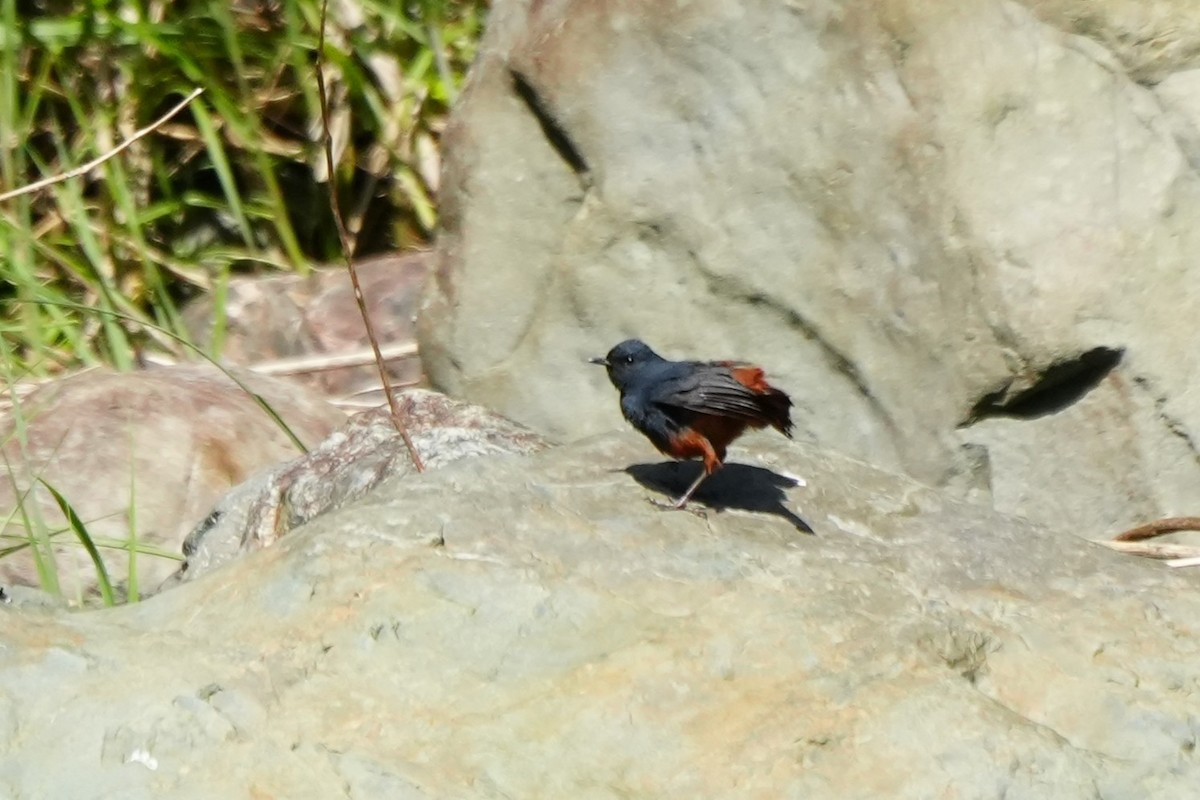 Luzon Redstart - ML632283681