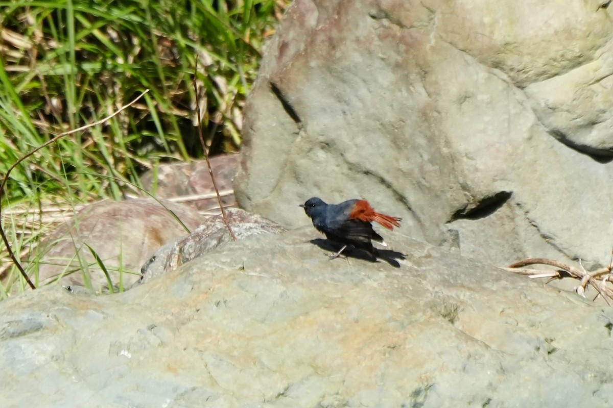 Luzon Redstart - ML632283682