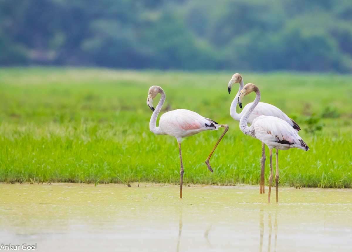 Greater Flamingo - ML63228371