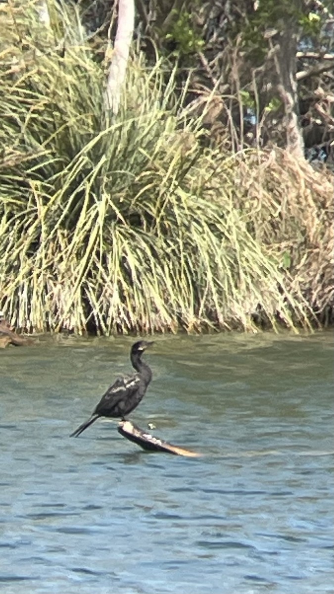 Neotropic Cormorant - ML632283774