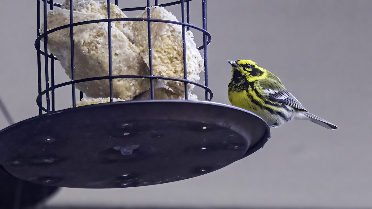 Townsend's Warbler - ML632283897